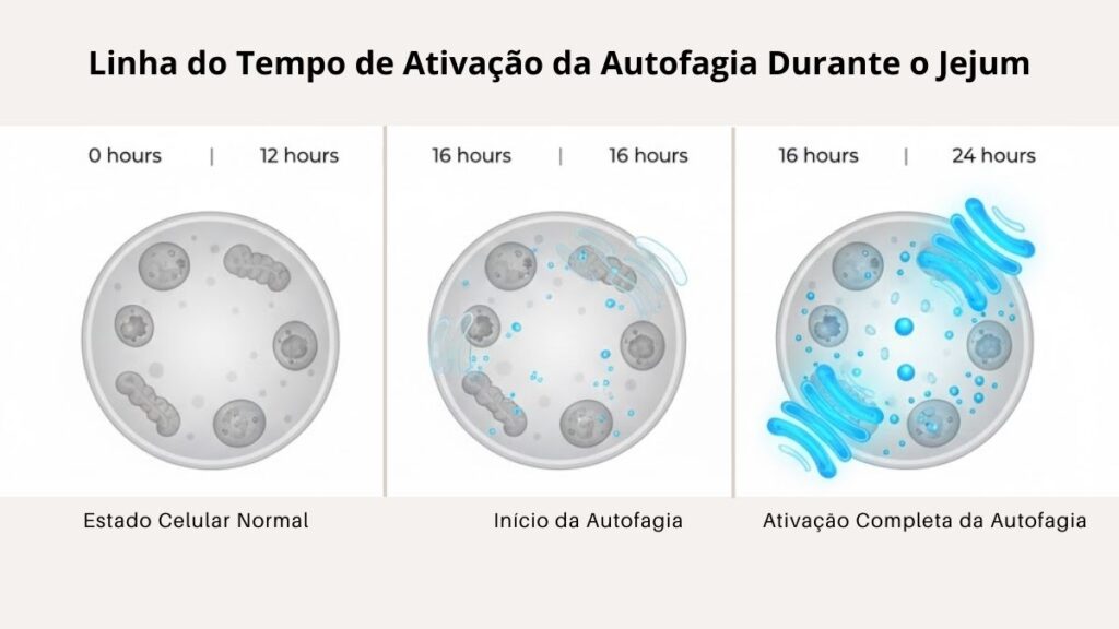 Timeline científica mostrando ativação progressiva da autofagia celular durante jejum de 0 a 24 horas com intensificação após 12-16 horas
